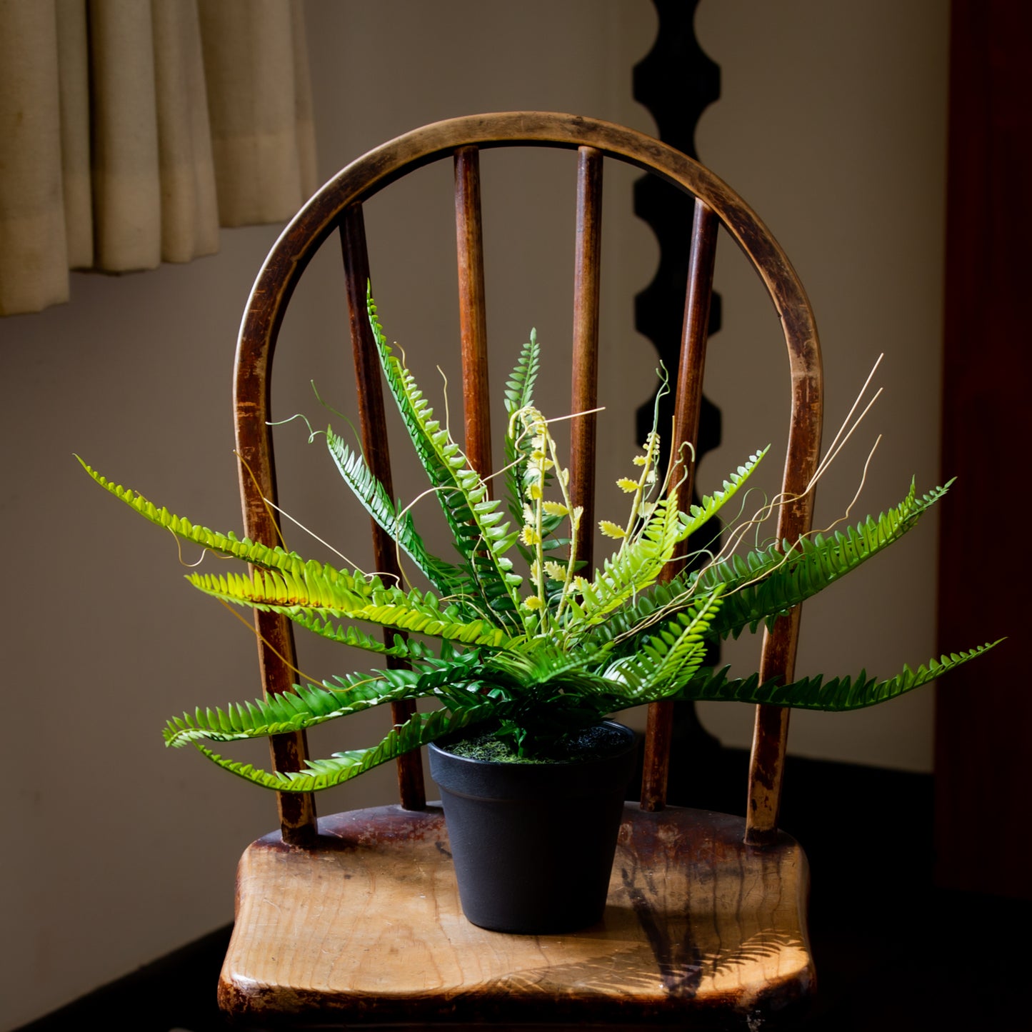 Potted Ruffle Fern Bush