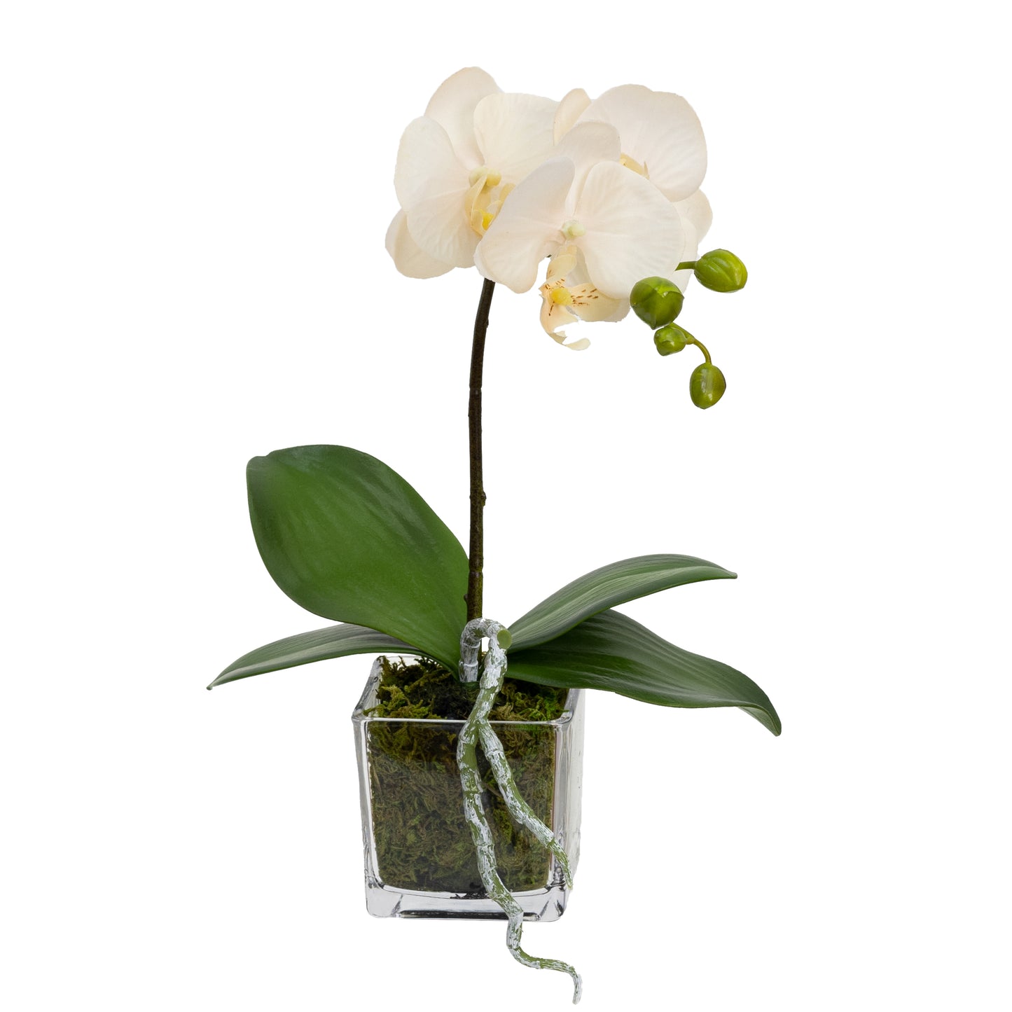 Glamorous Fusion Orchid in Square Glass - Artificial Flower Arrangements and Artificial Plants