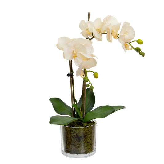 Glamorous Fusion Orchid in Cylinder Glass - Artificial Flower Arrangements and Artificial Plants