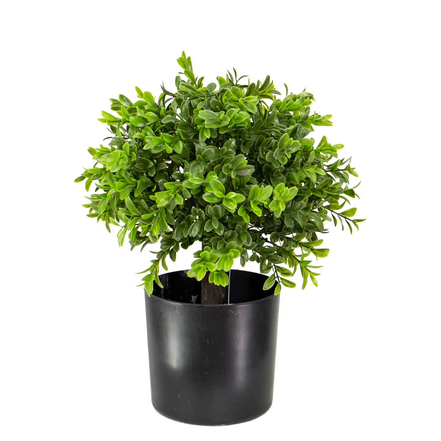 33cm Boxwood Ball Plant in Pot