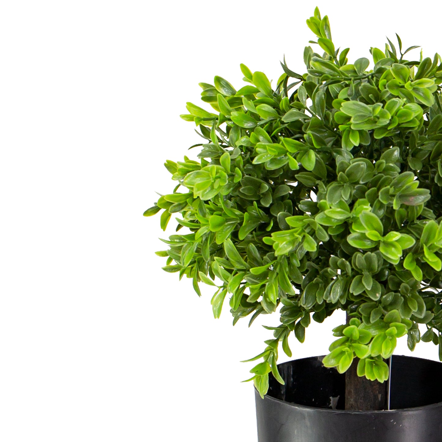 33cm Boxwood Ball Plant in Pot