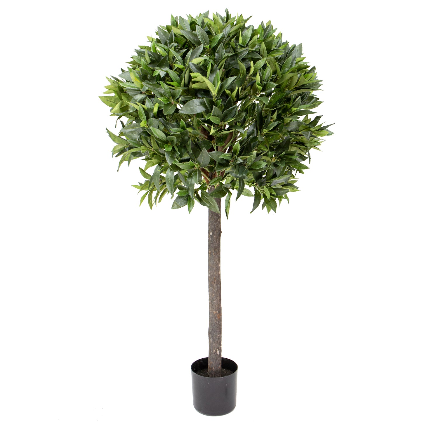 125cm Bay Leaf Tree in Pot