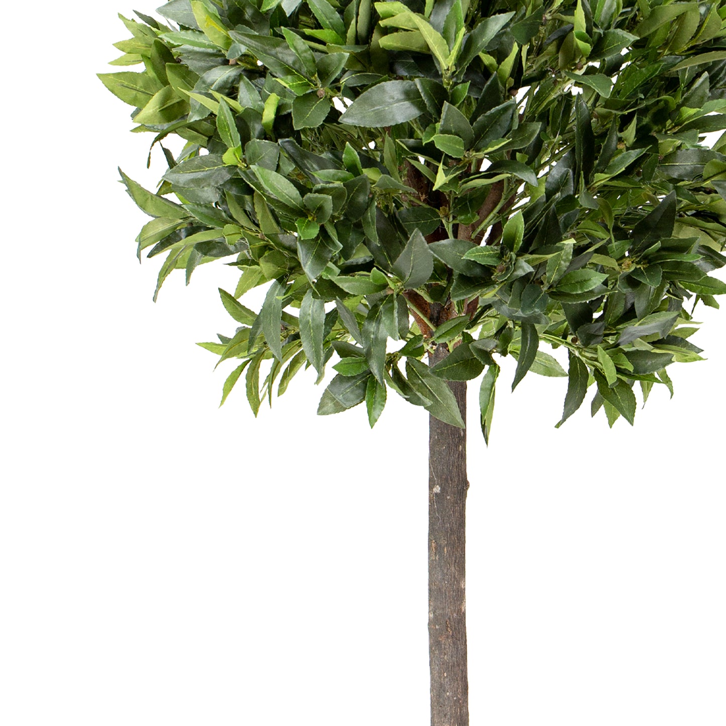 125cm Bay Leaf Tree in Pot