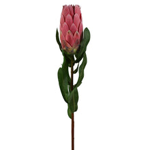 Load image into Gallery viewer, Protea
