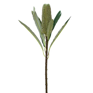 Open image in slideshow, Pencil Banksia
