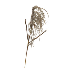 Load image into Gallery viewer, Dried Look Weeping Pamper Grass
