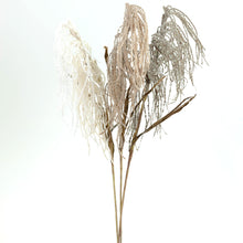 Load image into Gallery viewer, Dried Look Weeping Pamper Grass
