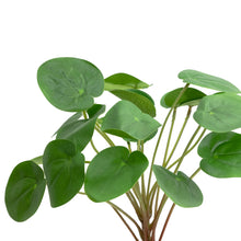 Load image into Gallery viewer, Money Plant Bush
