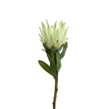 Load image into Gallery viewer, 72CM QUEEN PROTEA

