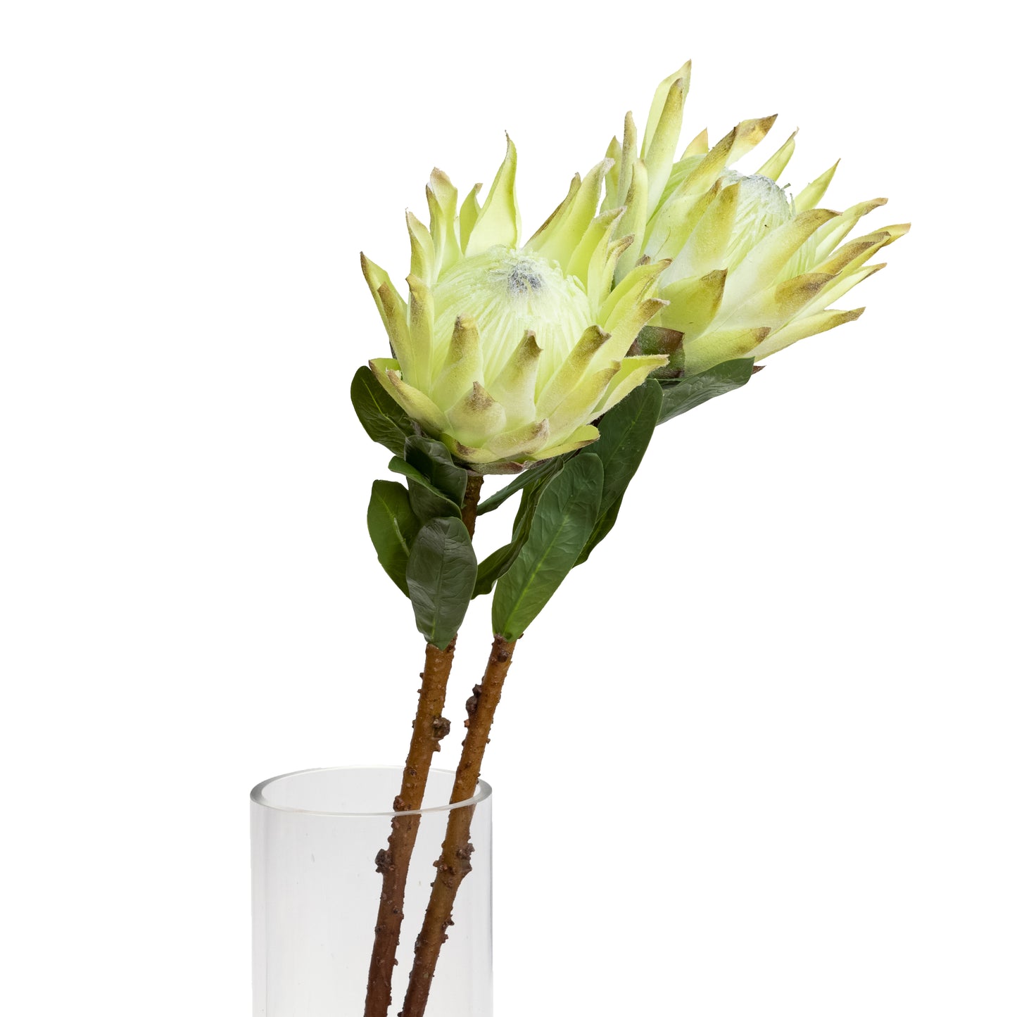 72CM QUEEN PROTEA