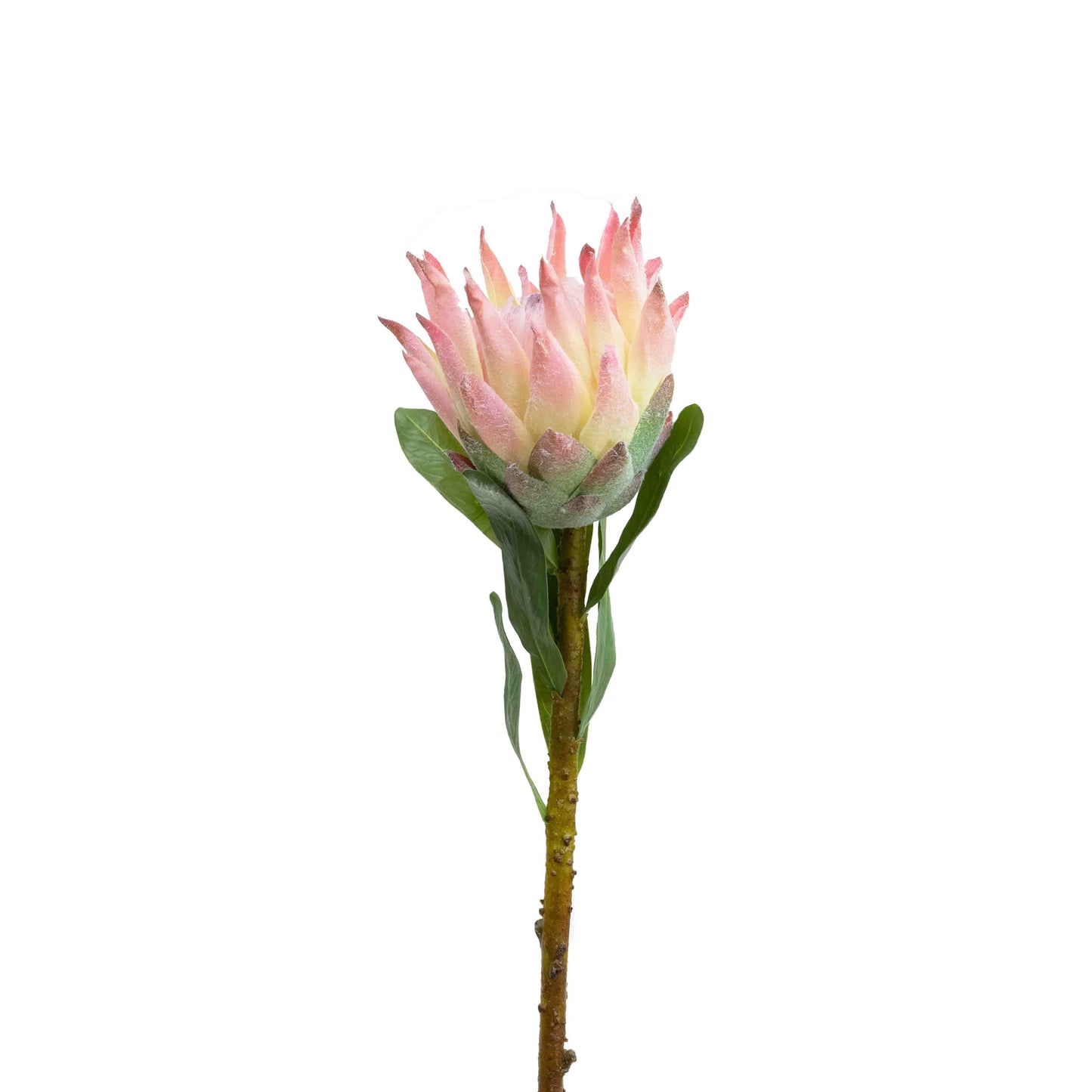 72CM QUEEN PROTEA