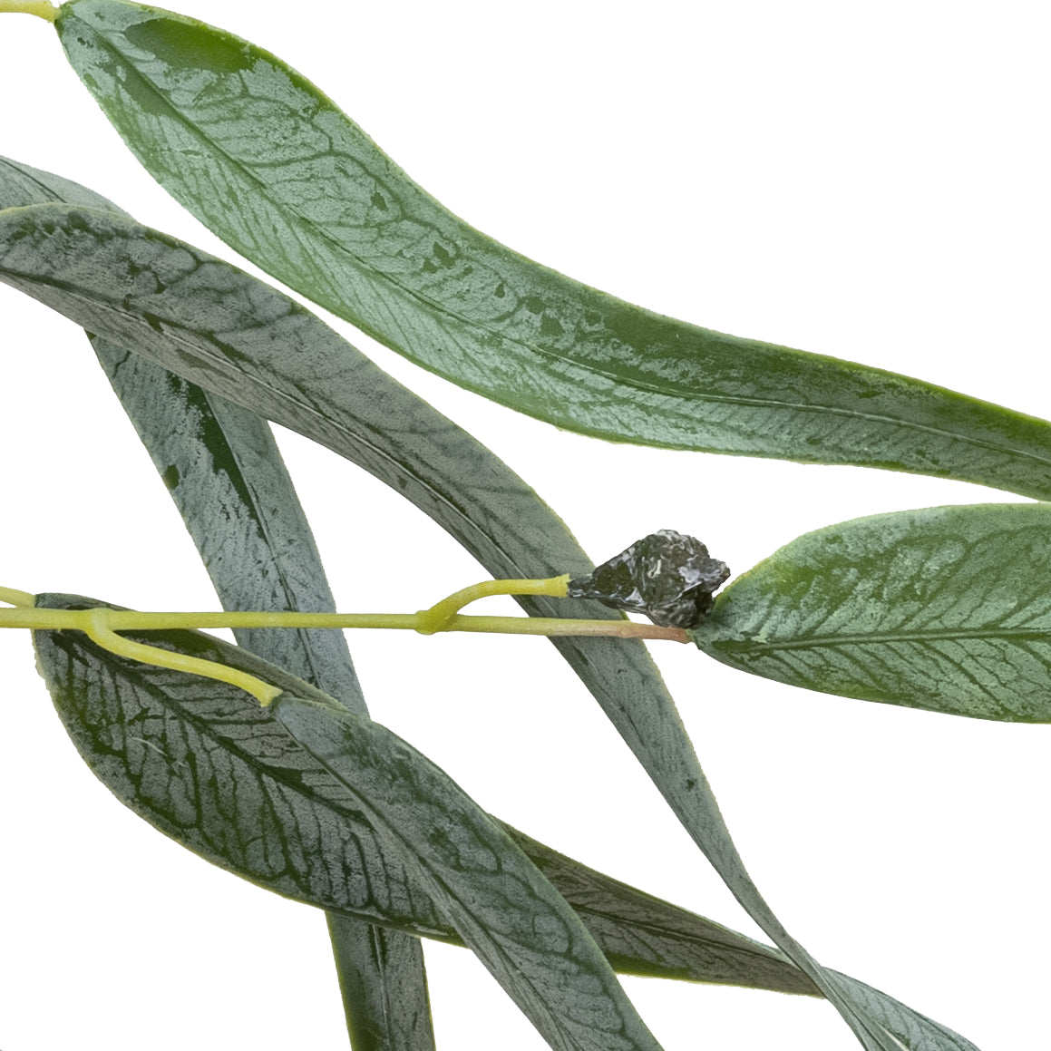 Pointed Gum with Pod