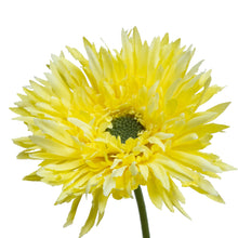 Load image into Gallery viewer, Daisy Gerbera
