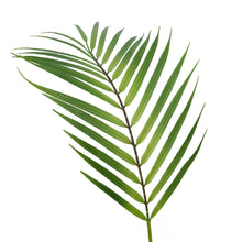 Load image into Gallery viewer, Plastic Areca Palm Leaf
