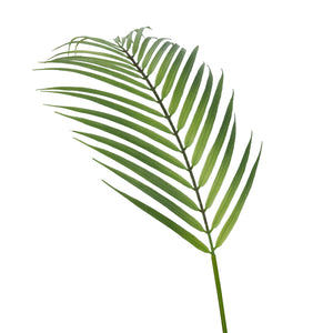 Plastic Areca Palm Leaf