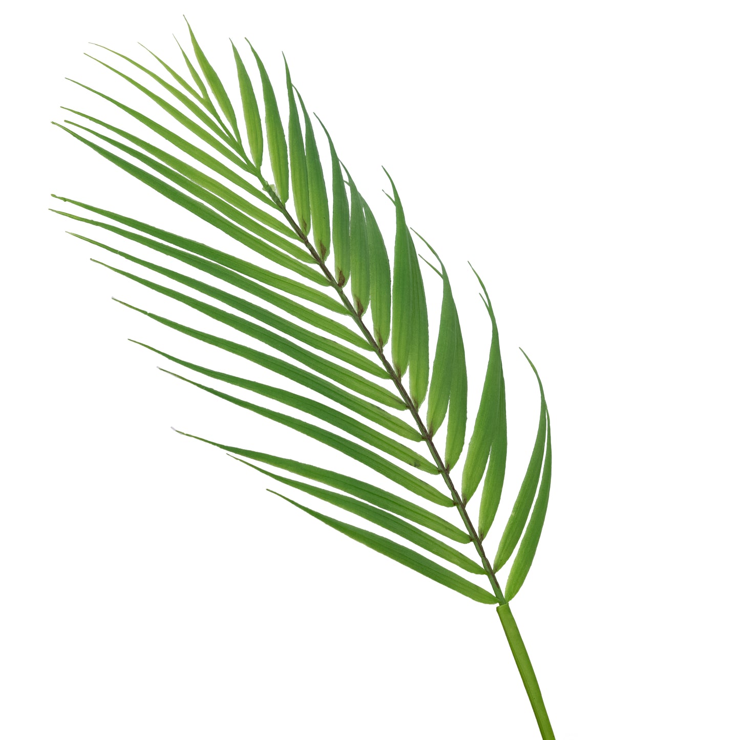 Plastic Areca Palm Leaf