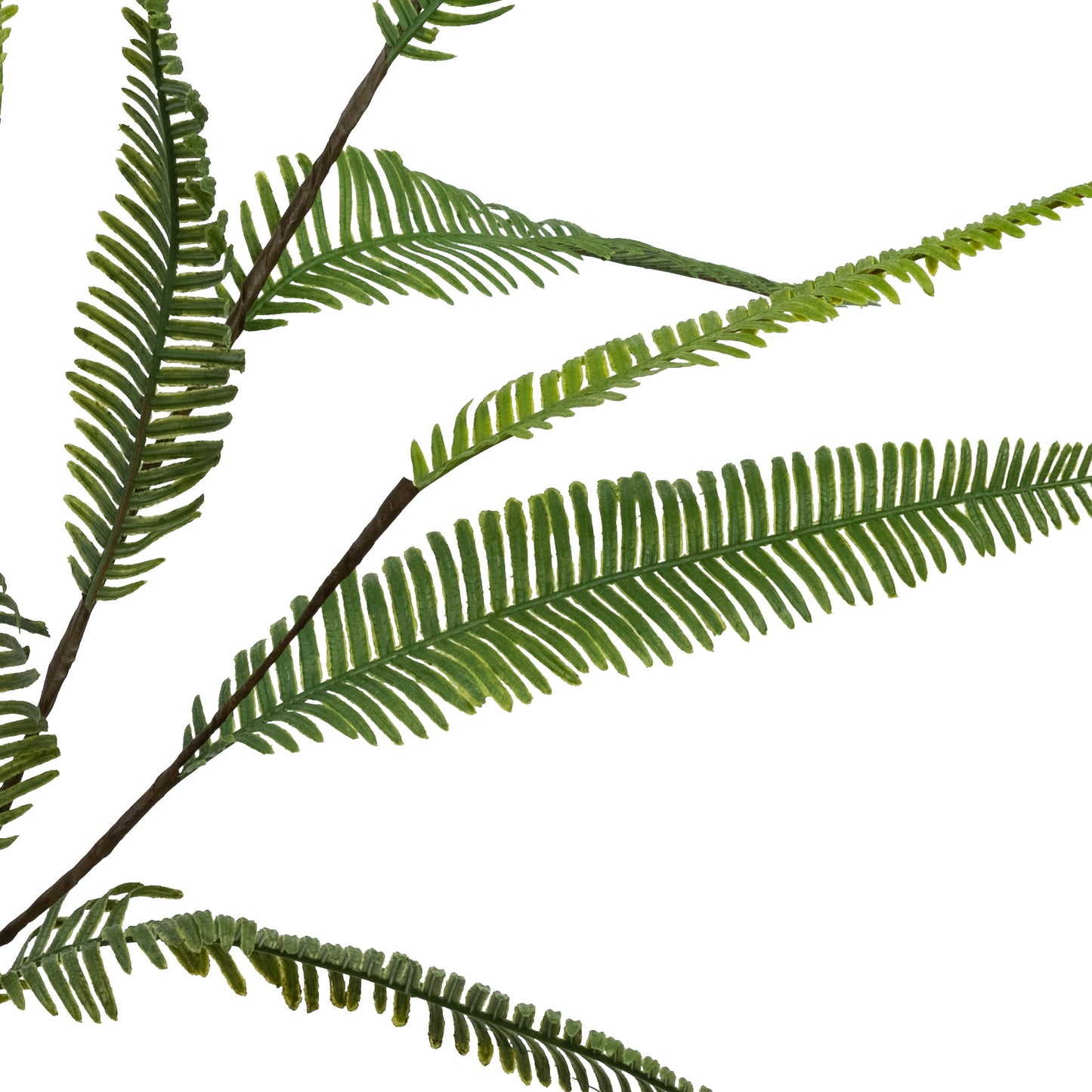 Leather Fern Branch