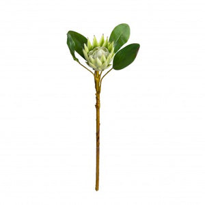 Small Protea