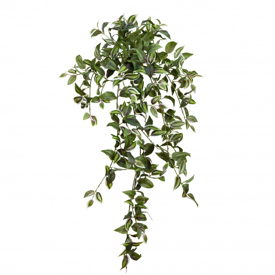 Wandering Jew Hanging Bush