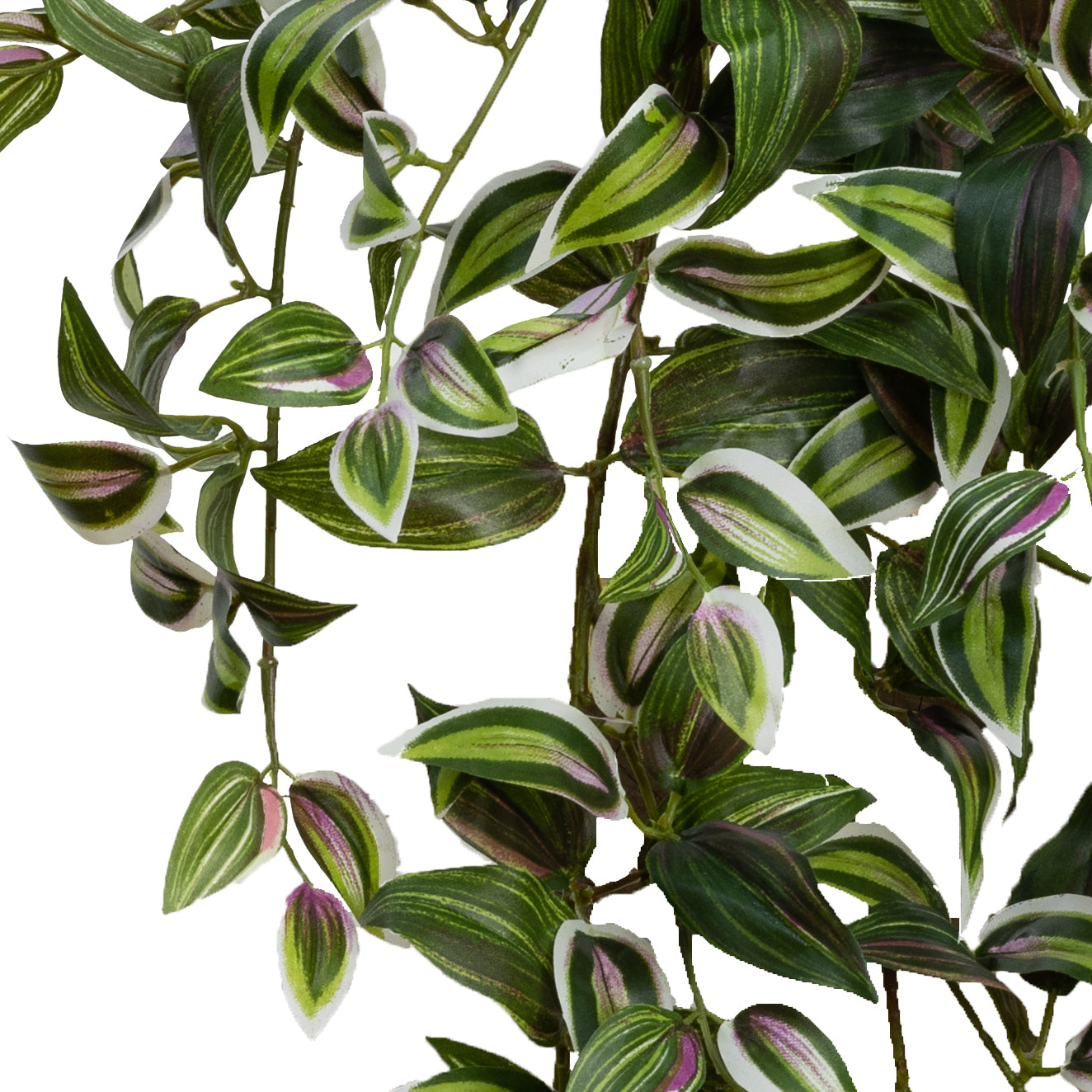 Wandering Jew Hanging Bush