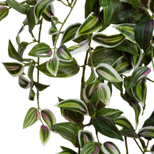 Load image into Gallery viewer, Wandering Jew Hanging Bush
