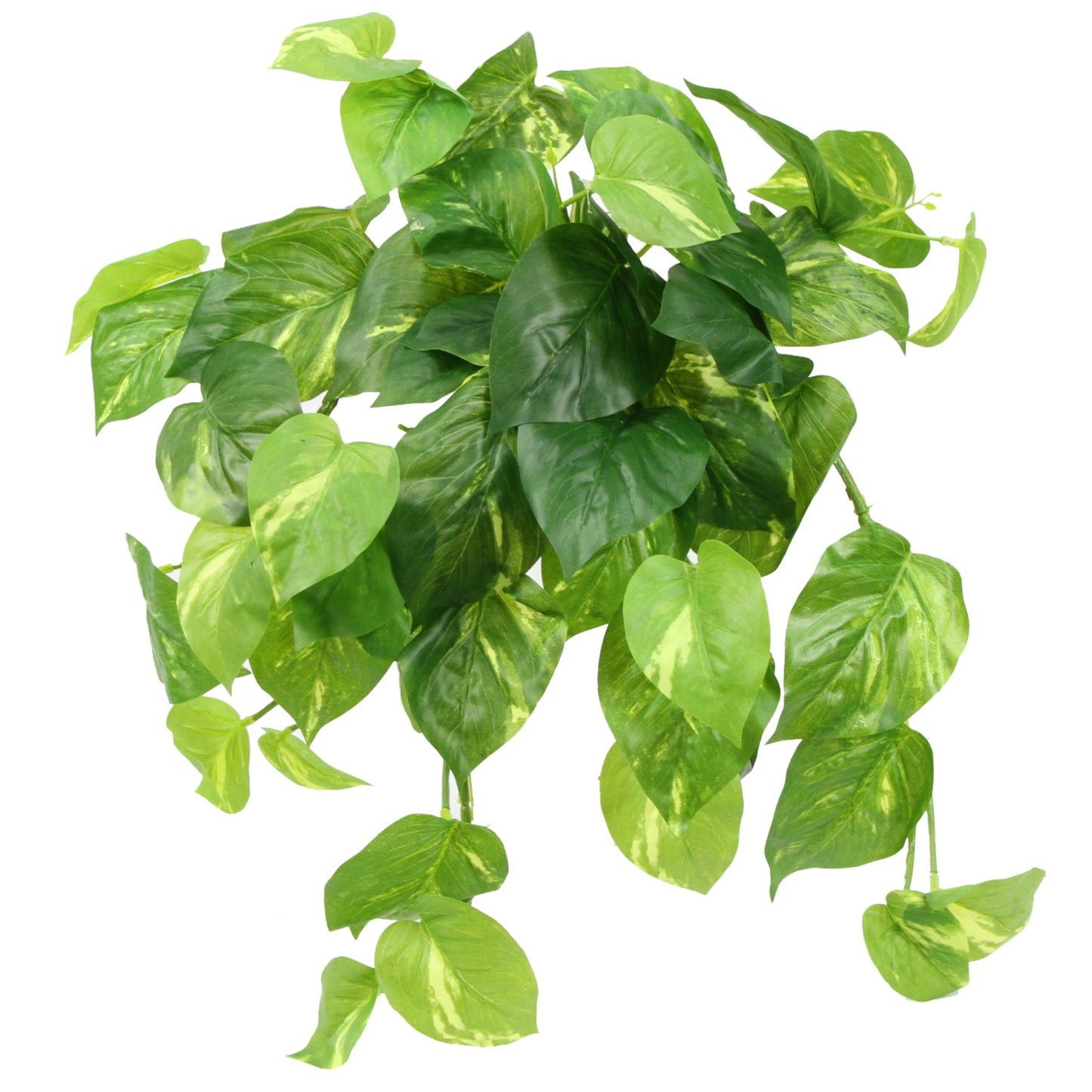 Pothos Hanging Bush