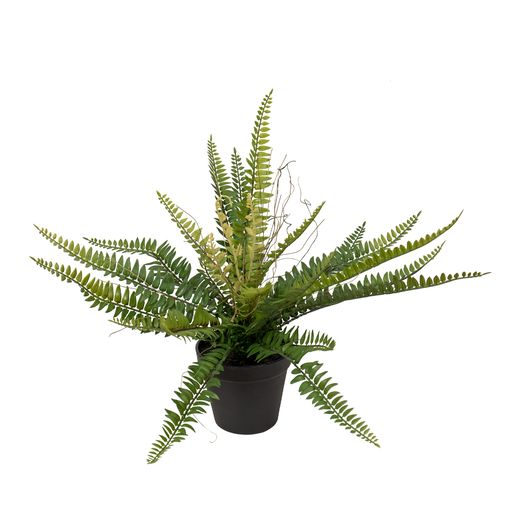 Potted Ruffle Fern Bush