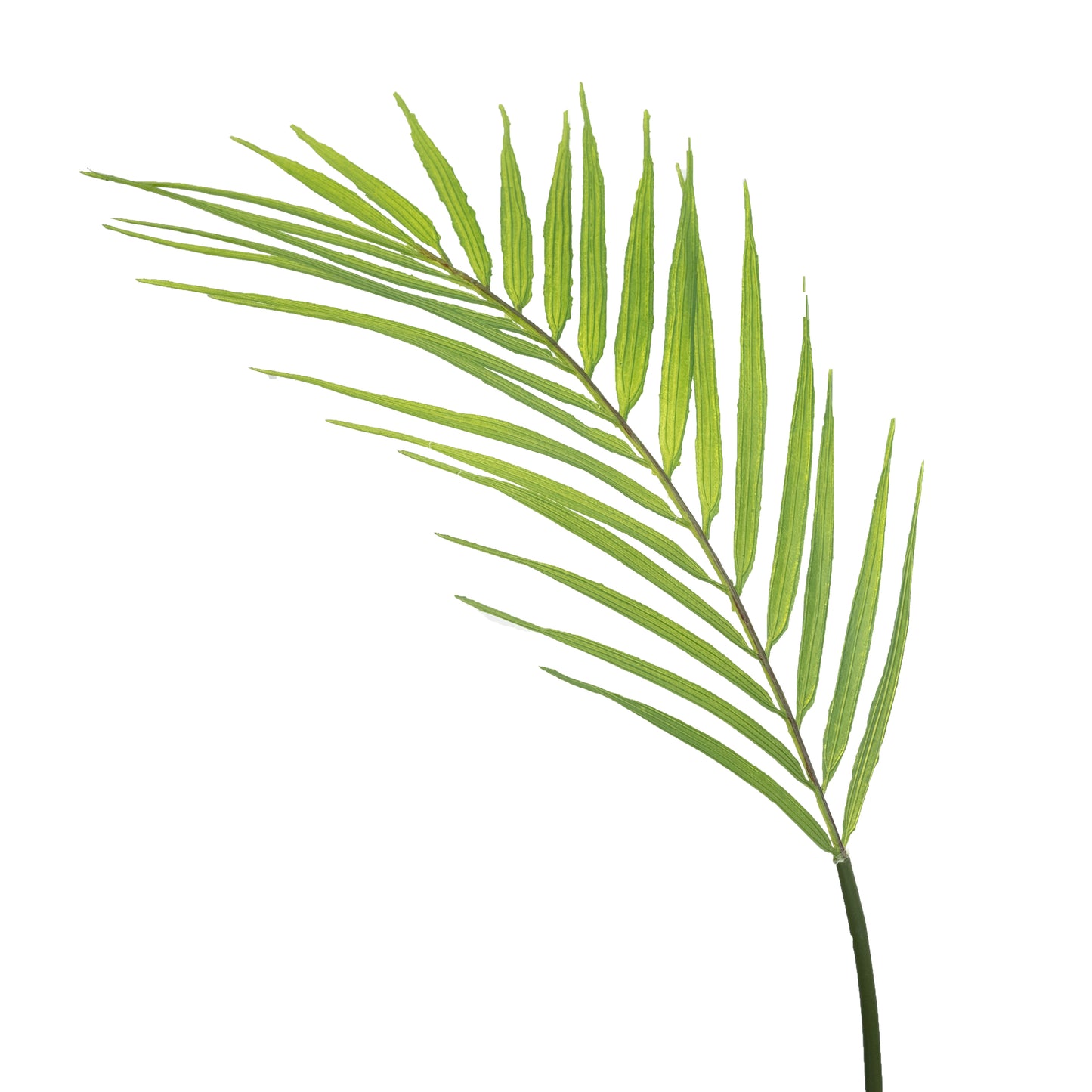 Butterfly Palm Leaf