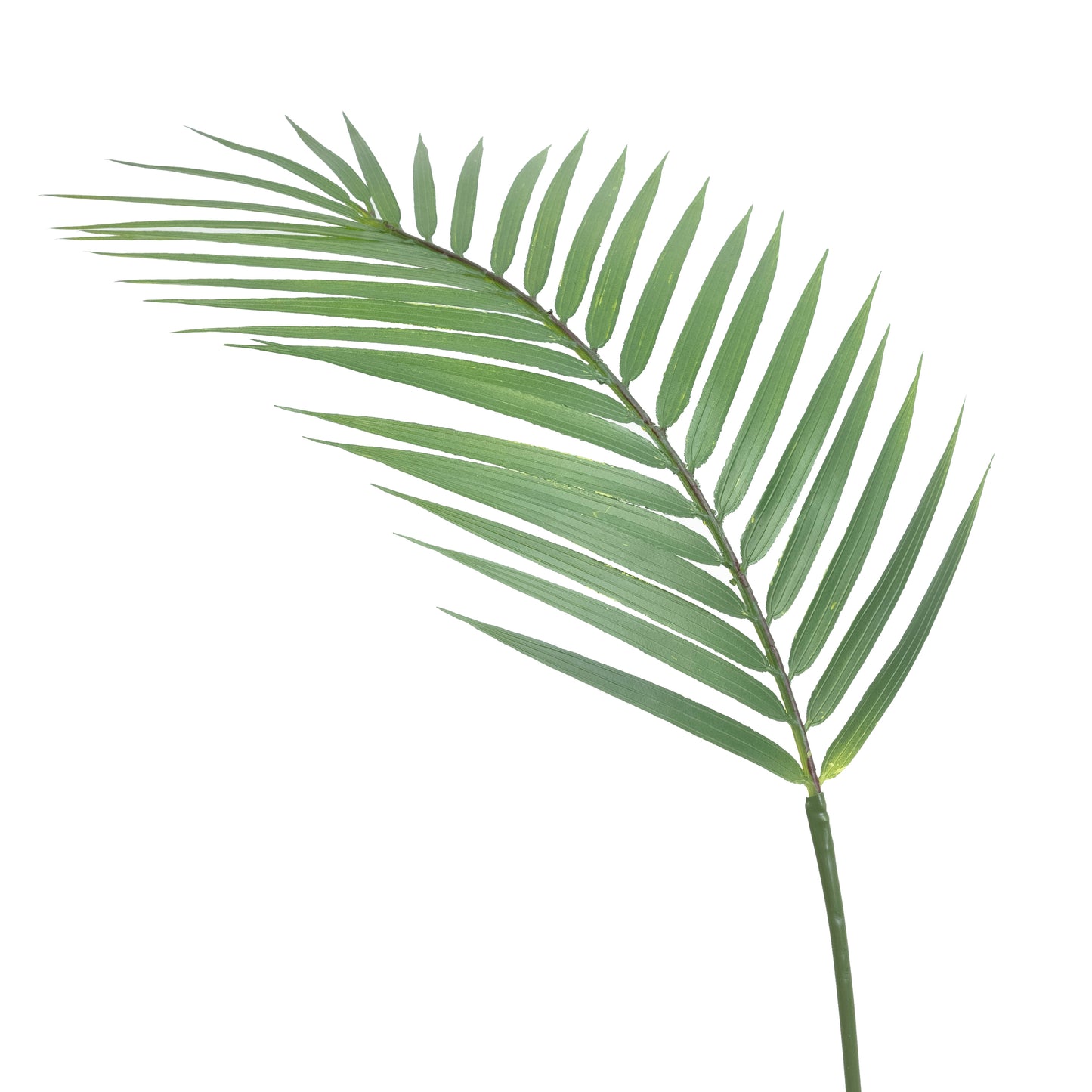 Butterfly Palm Leaf