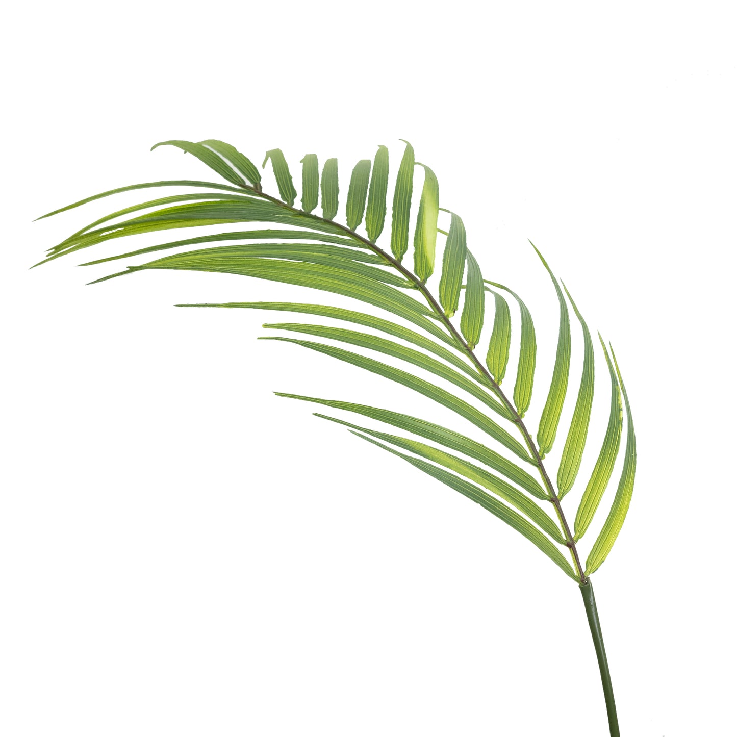 Butterfly Palm Leaf