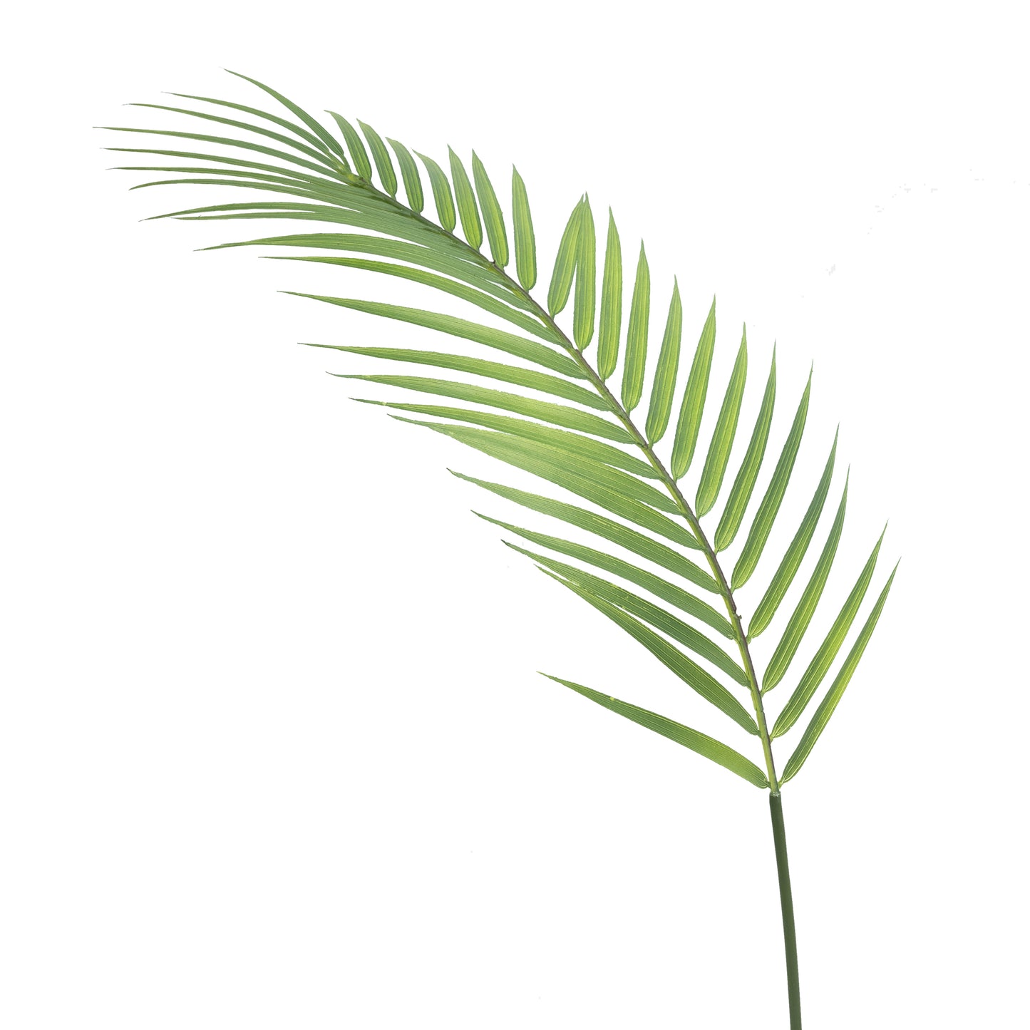 Butterfly Palm Leaf