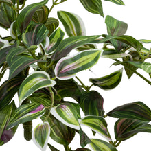 Load image into Gallery viewer, Wandering Jew Hanging Bush
