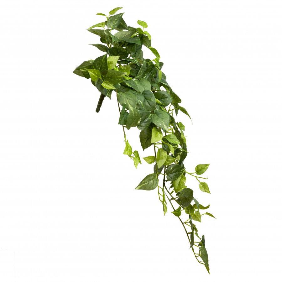 Pothos Hanging Bush