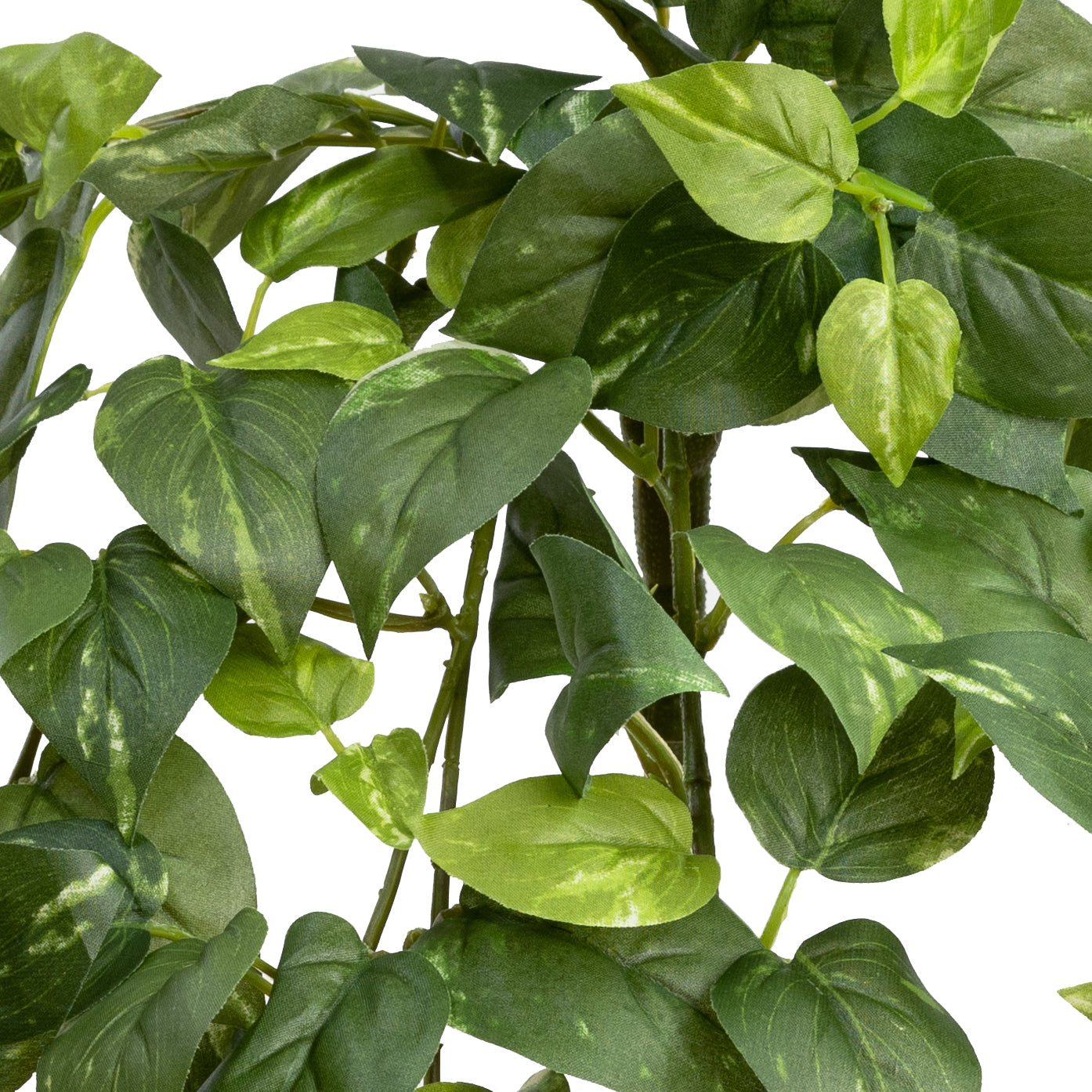 Pothos Hanging Bush