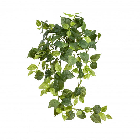 Pothos Hanging Bush