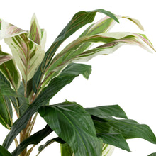 Load image into Gallery viewer, Cordyline Plant
