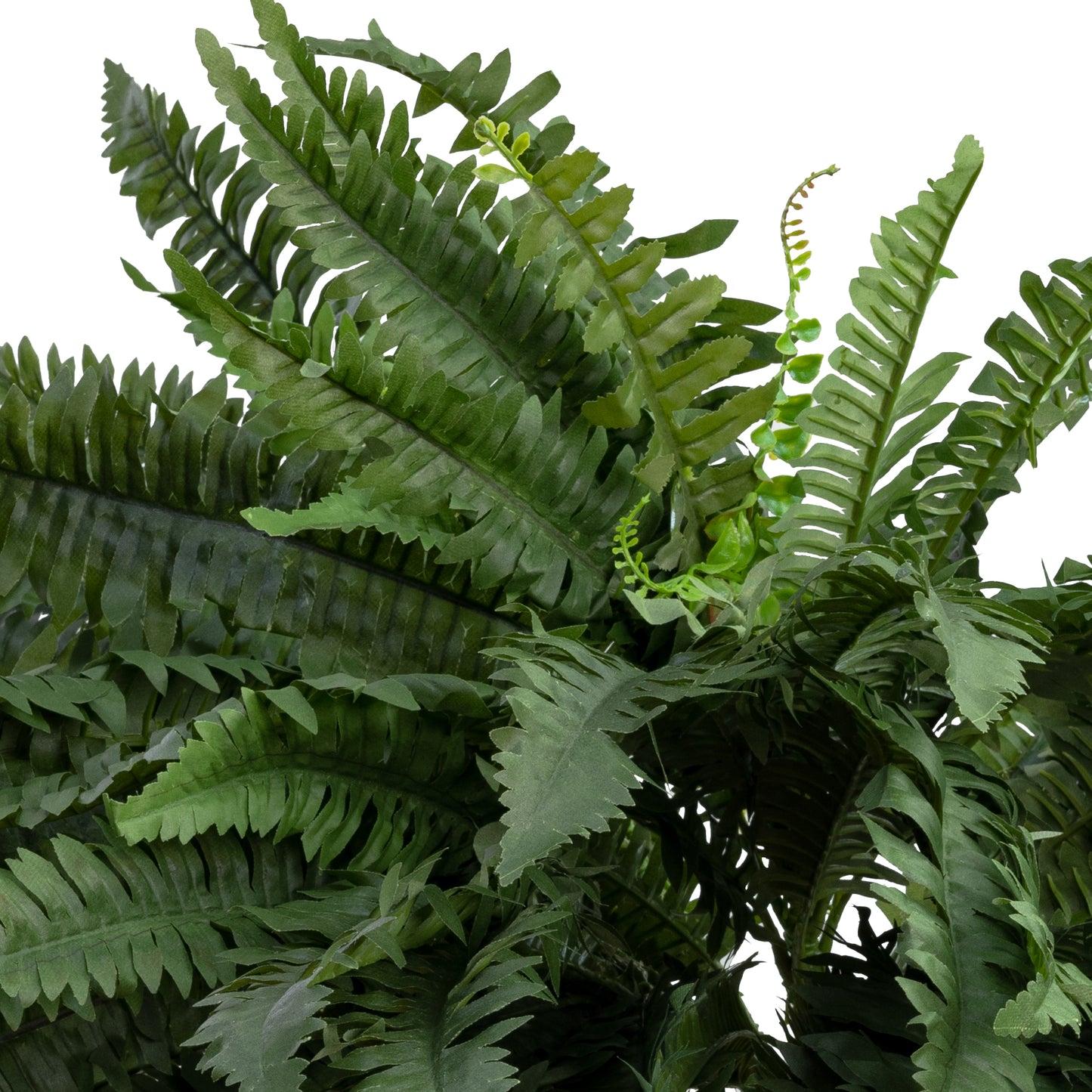 Boston Fern Bush