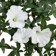 Load image into Gallery viewer, Mini Morning Glory Hanging Bush

