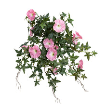 Load image into Gallery viewer, Mini Morning Glory Hanging Bush
