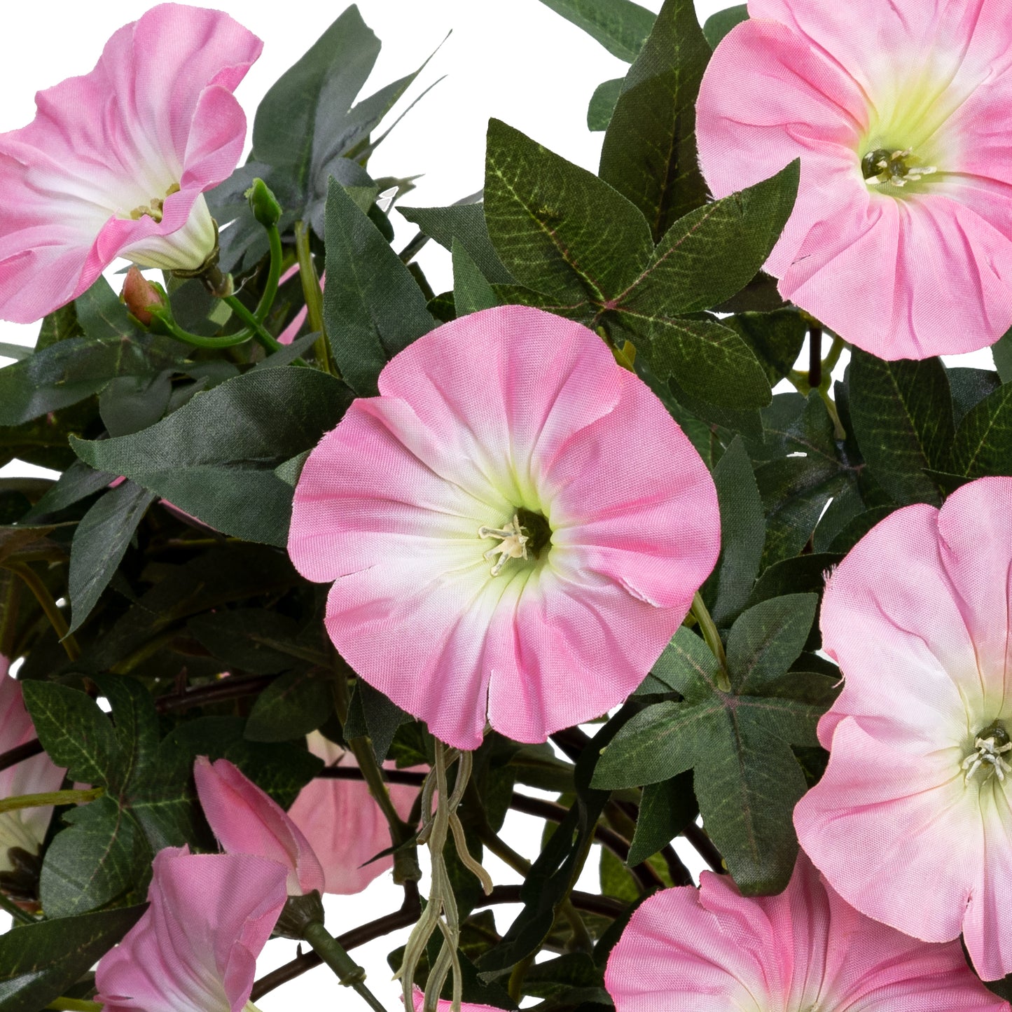 Morning Glory Hanging Bush