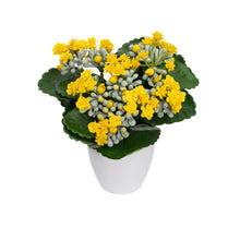 Load image into Gallery viewer, Glamorous Fusion Kalanchoe Bush in Pot
