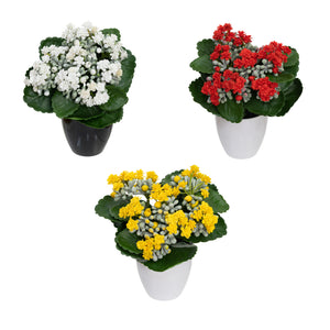 Glamorous Fusion Kalanchoe Bush in Pot Set - Artificial Flower Arrangements and Artificial Plants