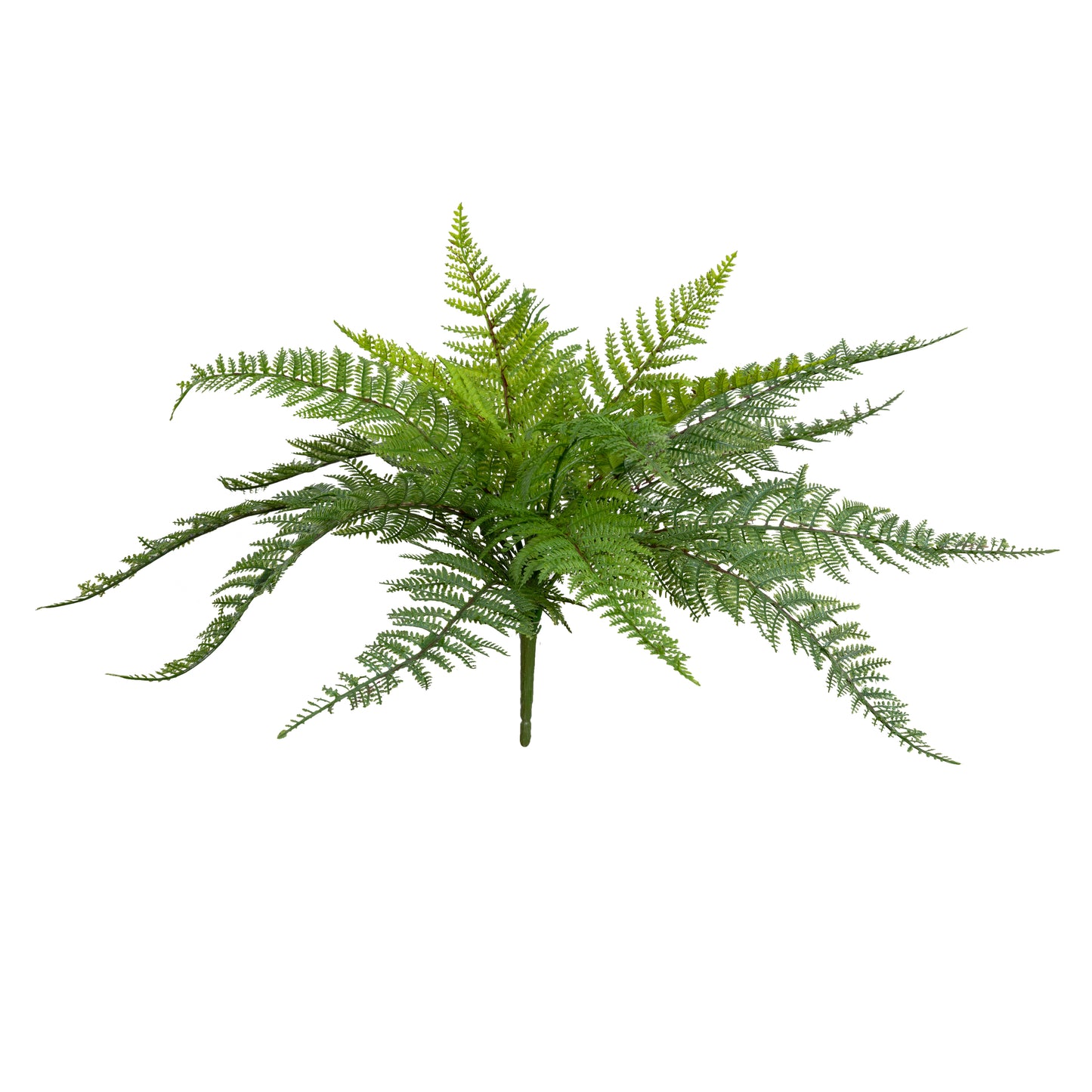 Leather Fern Bush