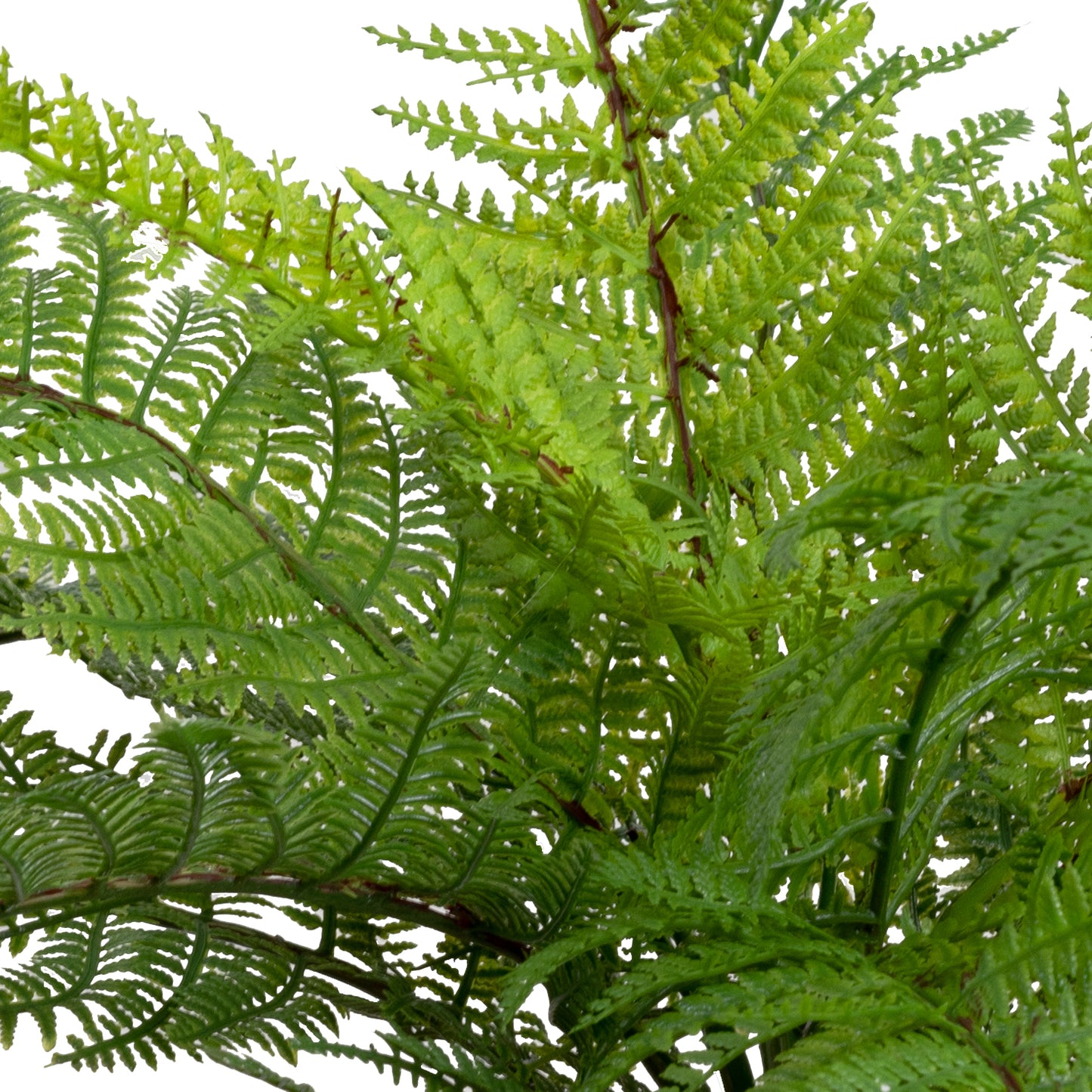 Leather Fern Bush