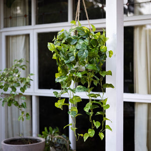 Glamorous Fusion Pothos Bush in Hanging Planter - Artificial Flower Arrangements and Artificial Plants