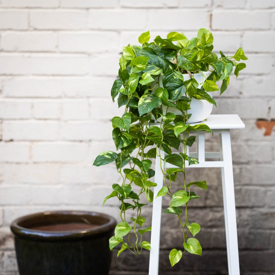 Glamorous Fusion Pothos Bush in Hanging Planter - Artificial Flower Arrangements and Artificial Plants