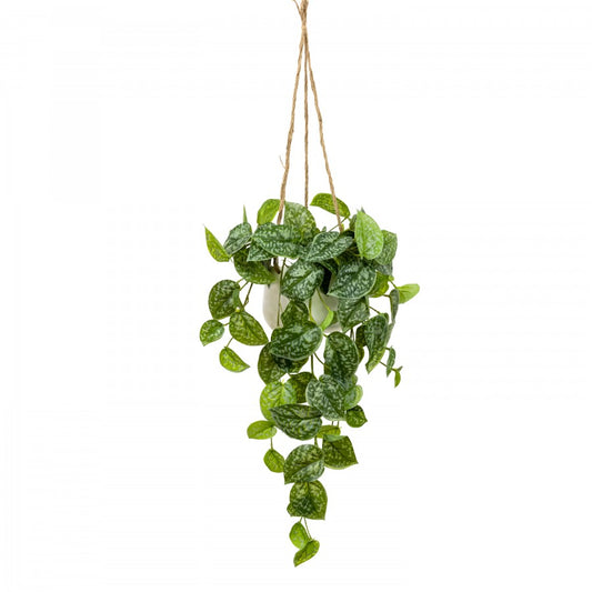 Scindapsus in Hanging Planter