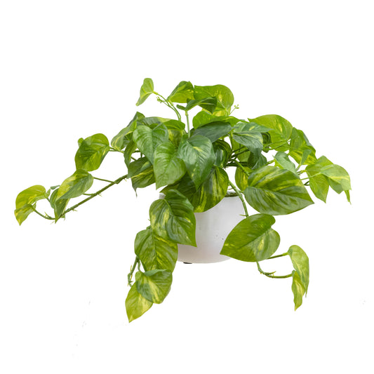 Glamorous Fusion Pothos In Pot - Artificial Flower Arrangements and Artificial Plants