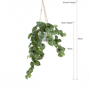 Glamorous Fusion Watermelon Pepromia in Hanging Planter - Artificial Flower Arrangements and Artificial Plants