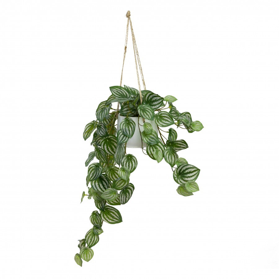 Glamorous Fusion Watermelon Pepromia in Hanging Planter - Artificial Flower Arrangements and Artificial Plants
